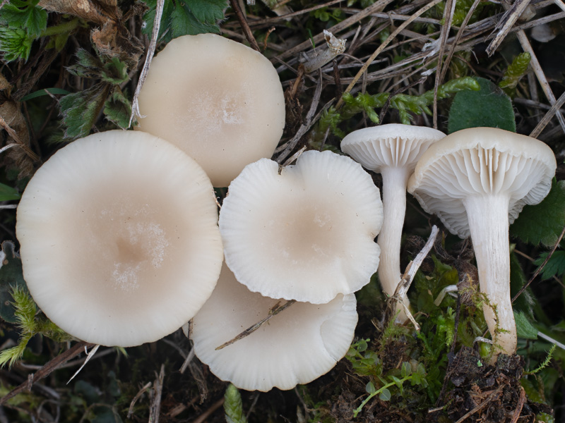 Clitocybe agrestis